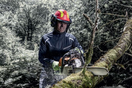 Waldarbeiter Mit Uvex Schutzhelm，Visier，Gehörschutz和Schutzhandschuhen Durchtrennt Mit EinerMotorsägeEinen ast。